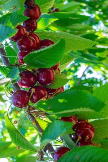 Черешня колоновидна ‘Світ Черрі’|Prunus avium ‘Sweet Cherry’|Черешня колоновидная ‘Свит Черри’